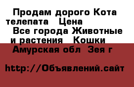  Продам дорого Кота-телепата › Цена ­ 4 500 000 - Все города Животные и растения » Кошки   . Амурская обл.,Зея г.